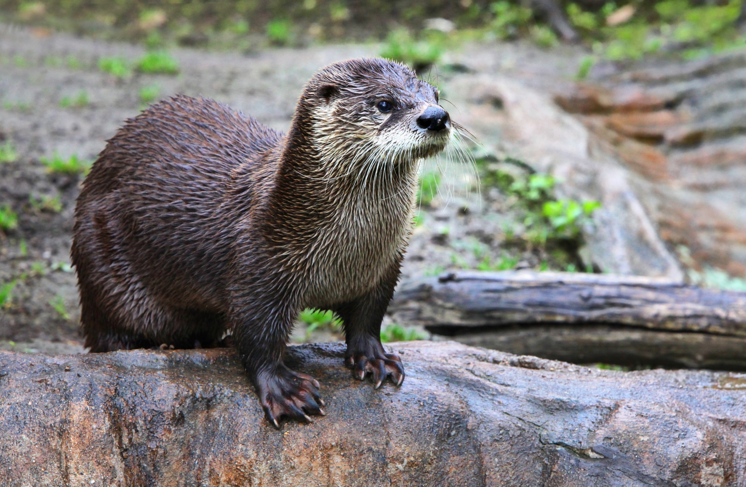 <strong>Fujama recolhe lontra morta após ser atropelada no Rio Molha</strong>