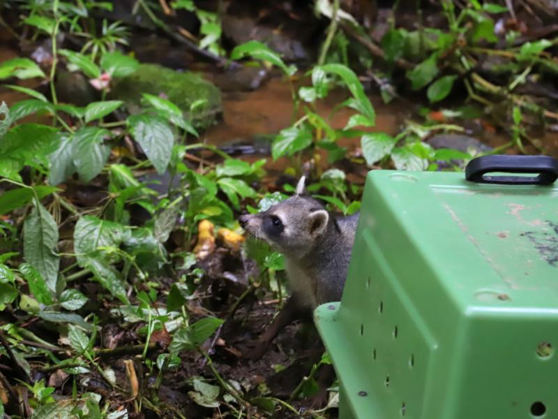 Quatro filhotes de mão-pelada são devolvidos à natureza após reabilitação