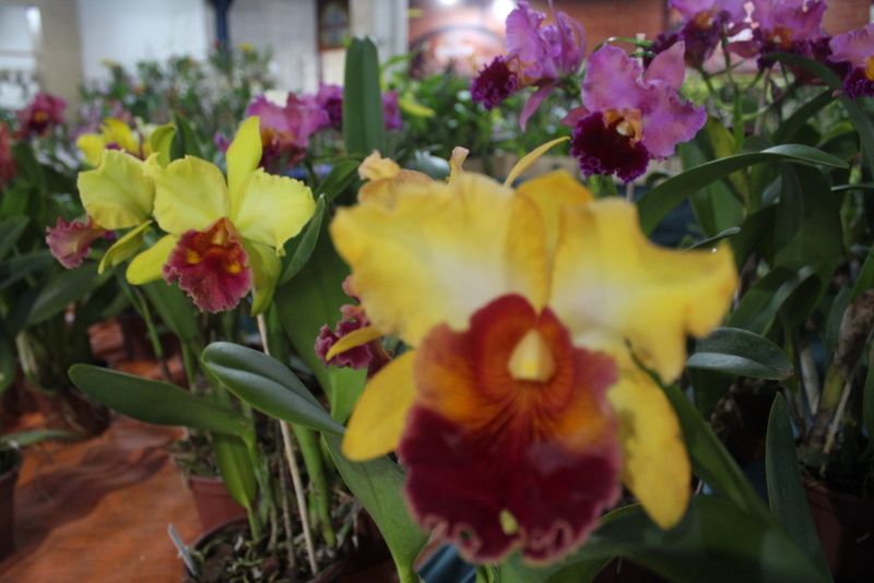 Exposição de orquídeas movimentará Parque de Eventos em maio