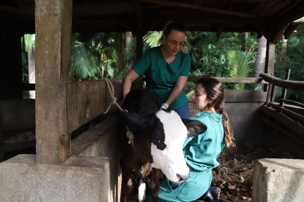 Clínica Médica de Animais de Grande Porte dá assistência aos criadores