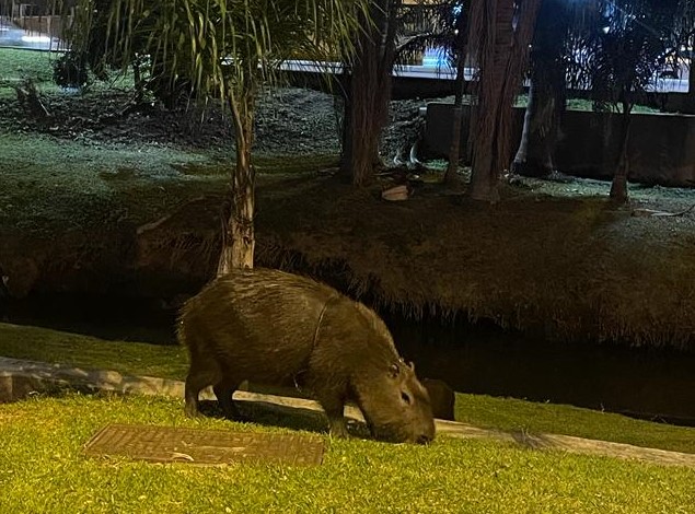 Presença de capivaras em áreas urbanas é monitorada por órgãos ambientais