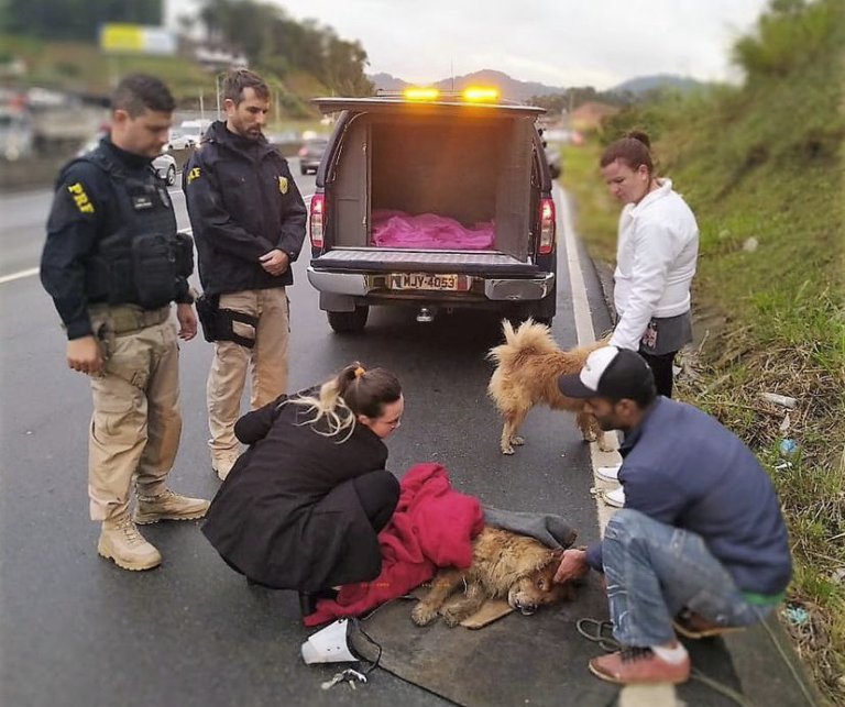Cães atropelados são resgatados na BR-470 em Blumenau