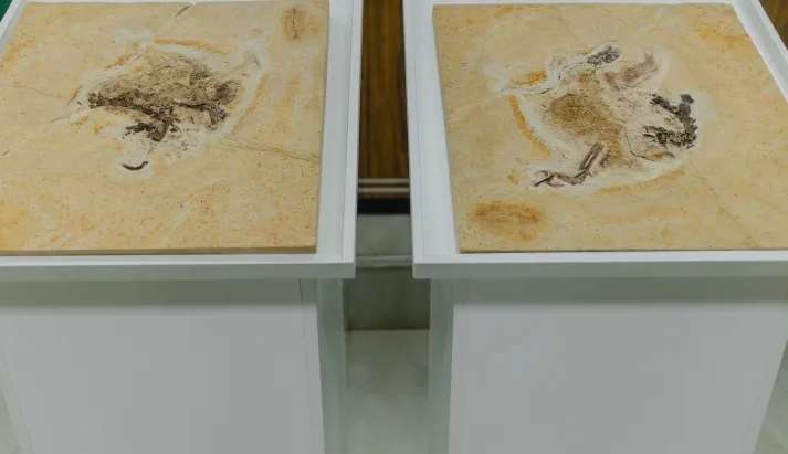 Dinossauro que habitou em terras brasileiras tem fóssil repatriado
