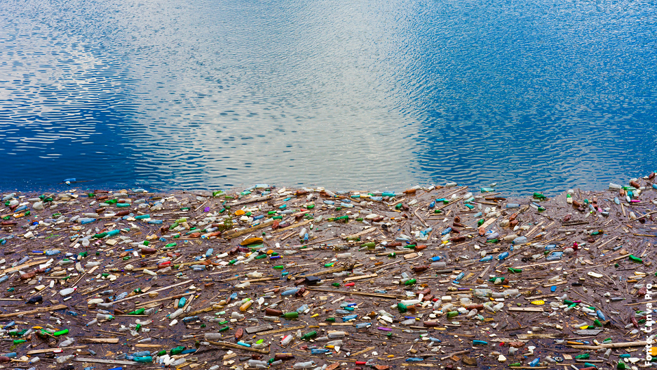 5 de junho, Dia Mundial do Meio Ambiente