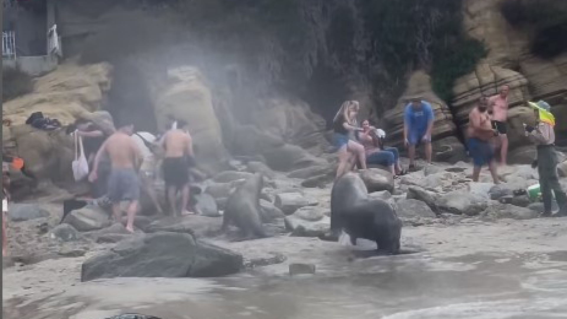 Leões marinhos atacam banhistas em praia com aviso. 