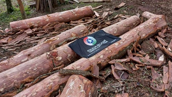 Polícia Militar Ambiental realiza apreensão de madeira