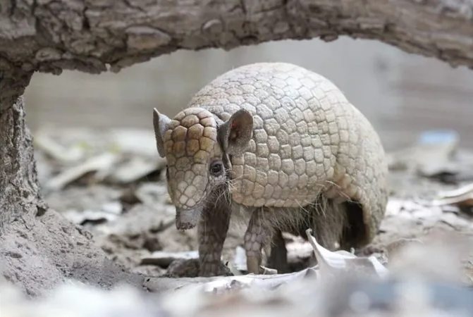 Caatinga tem mais de 480 espécies de plantas e animais ameaçados de extinção