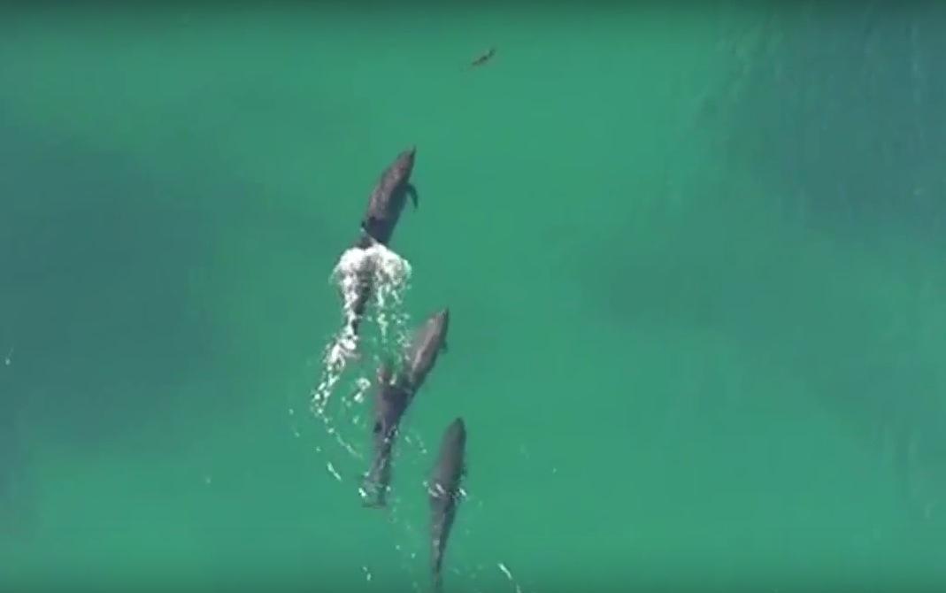 Praias de Nova York têm quatro ataques de tubarões em dois dias; 50 animais são avistados por drone