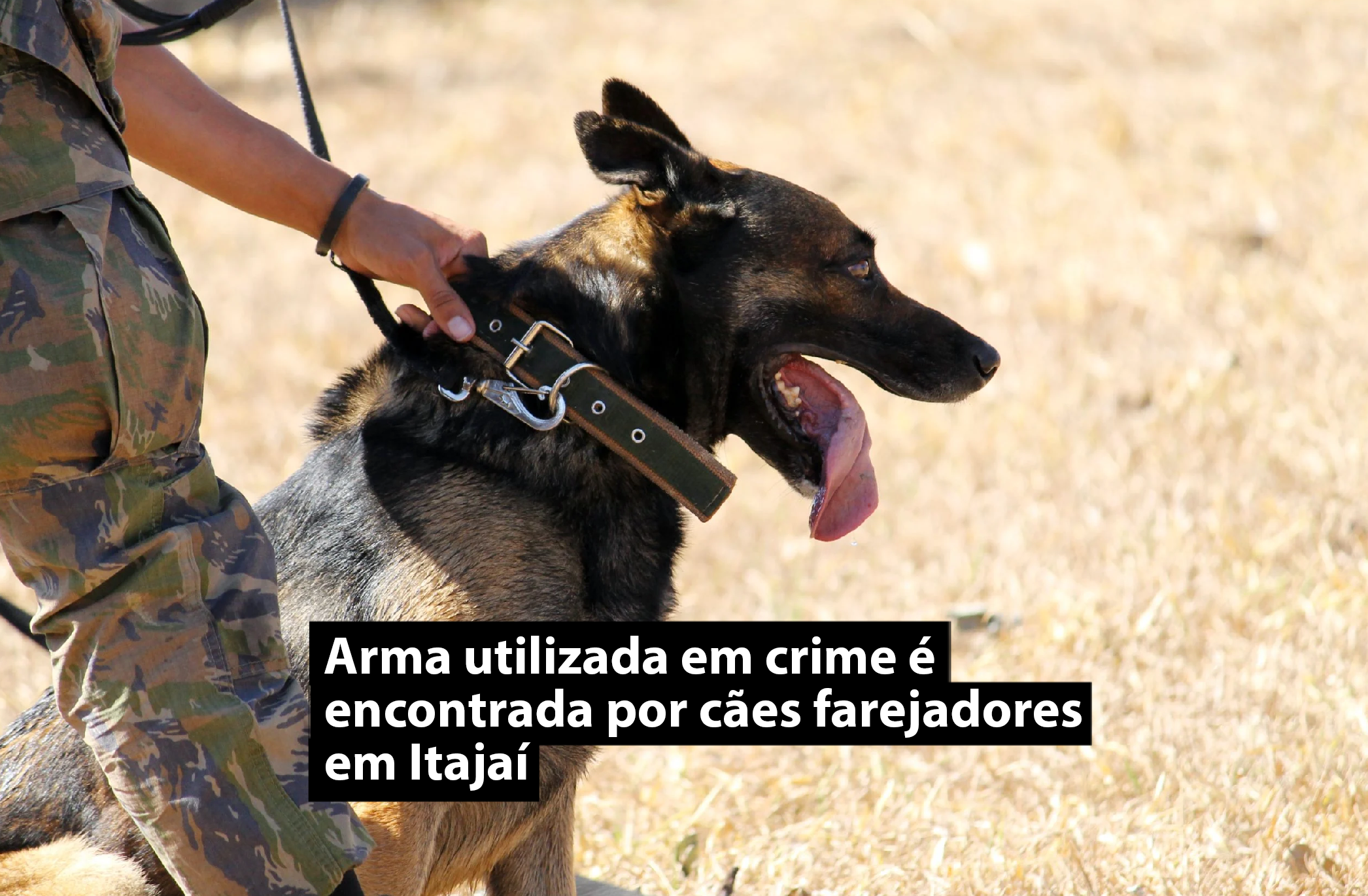 Arma utilizada em crime é encontrada por cães farejadores em Itajaí