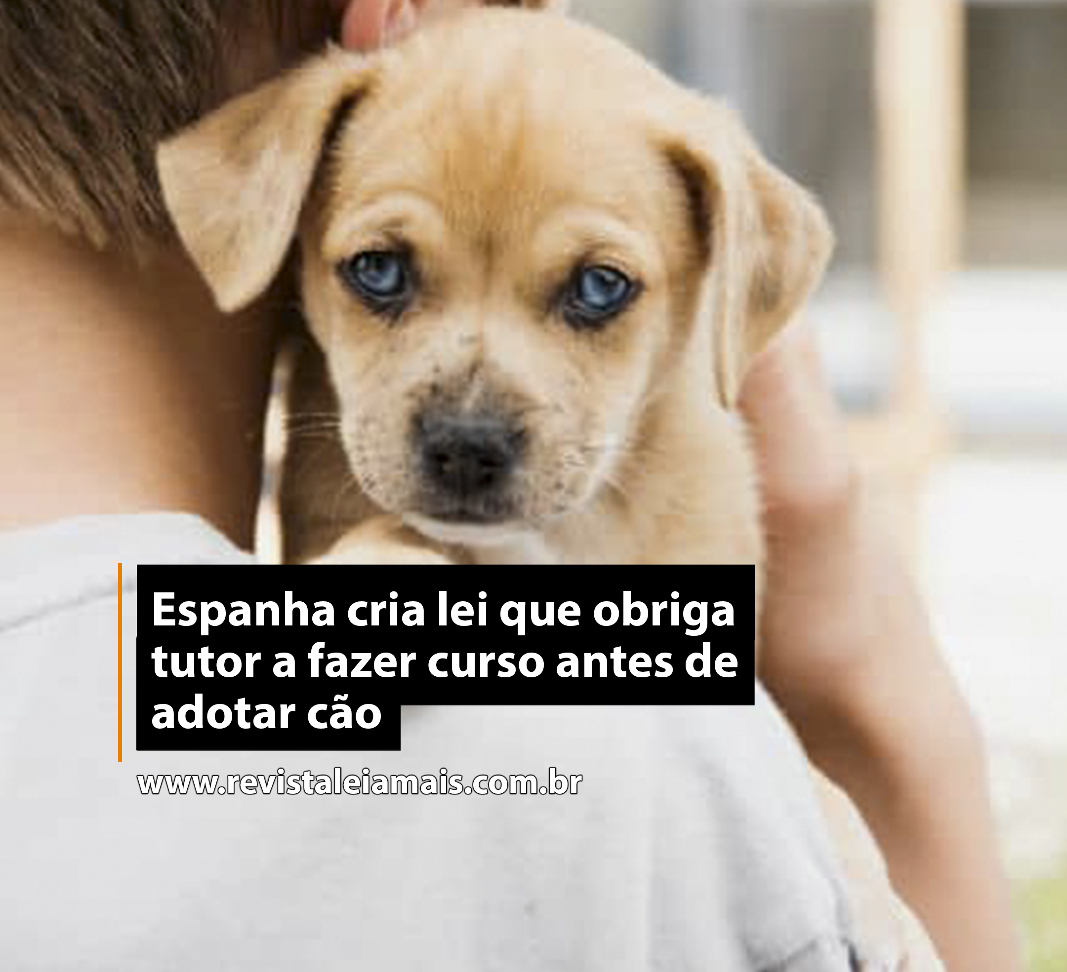 Espanha cria lei que obriga tutor a fazer curso antes de adotar cão