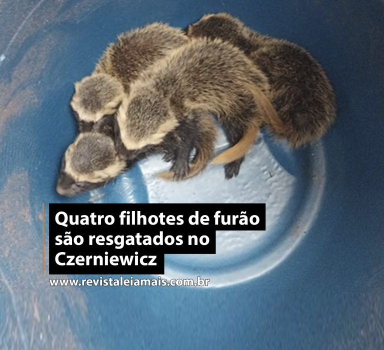 Quatro filhotes de furão são resgatados no Czerniewicz
