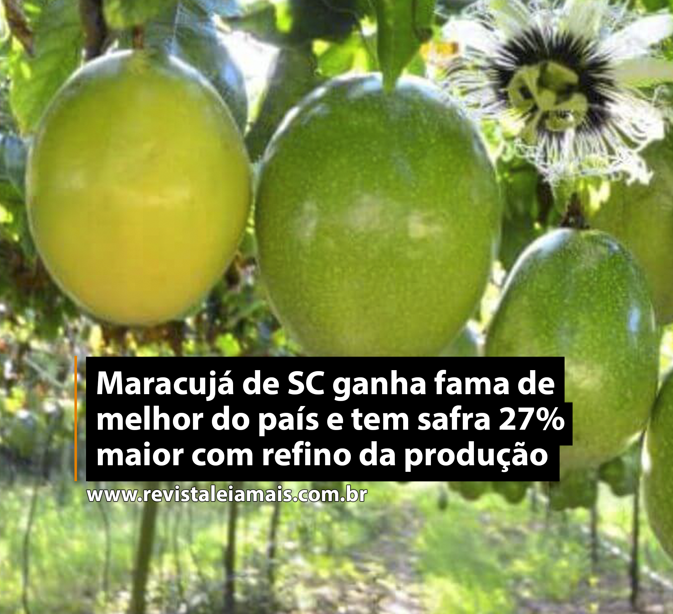 Maracujá de SC ganha fama de melhor do país e tem safra 27% maior com refino da produção