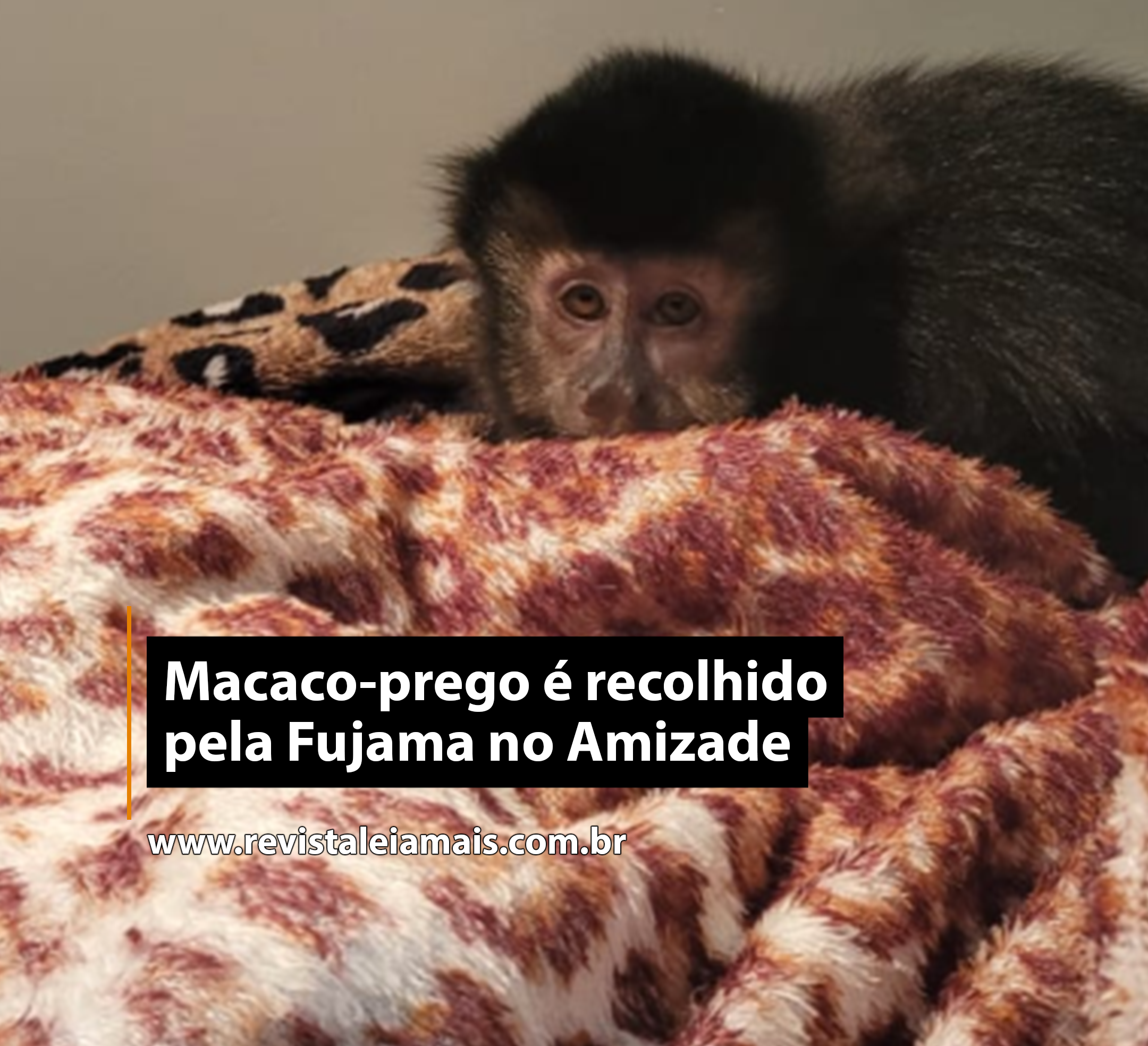 Macaco-prego é recolhido pela Fujama no Amizade