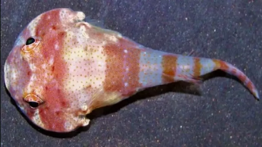 Espécie de peixe é descoberta na Ilha da Trindade (ES)