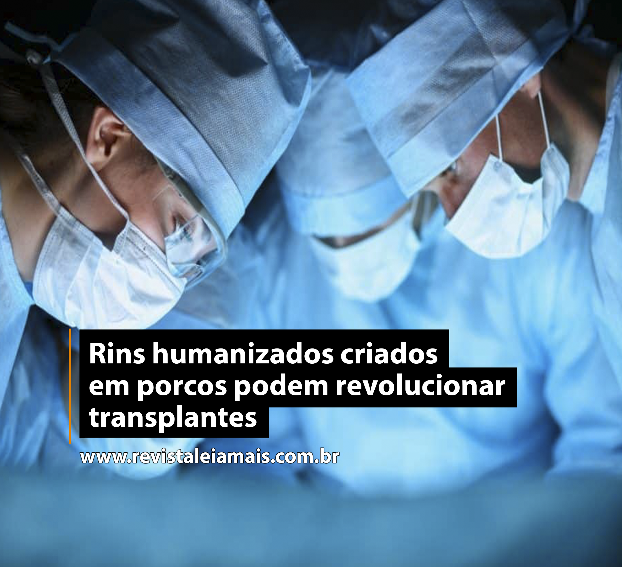 Rins humanizados criados em porcos podem revolucionar transplantes