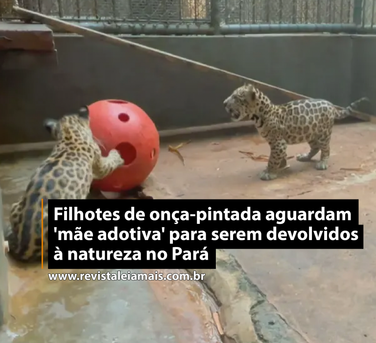 Filhotes de onça-pintada aguardam ‘mãe adotiva’ para serem devolvidos à natureza no Pará