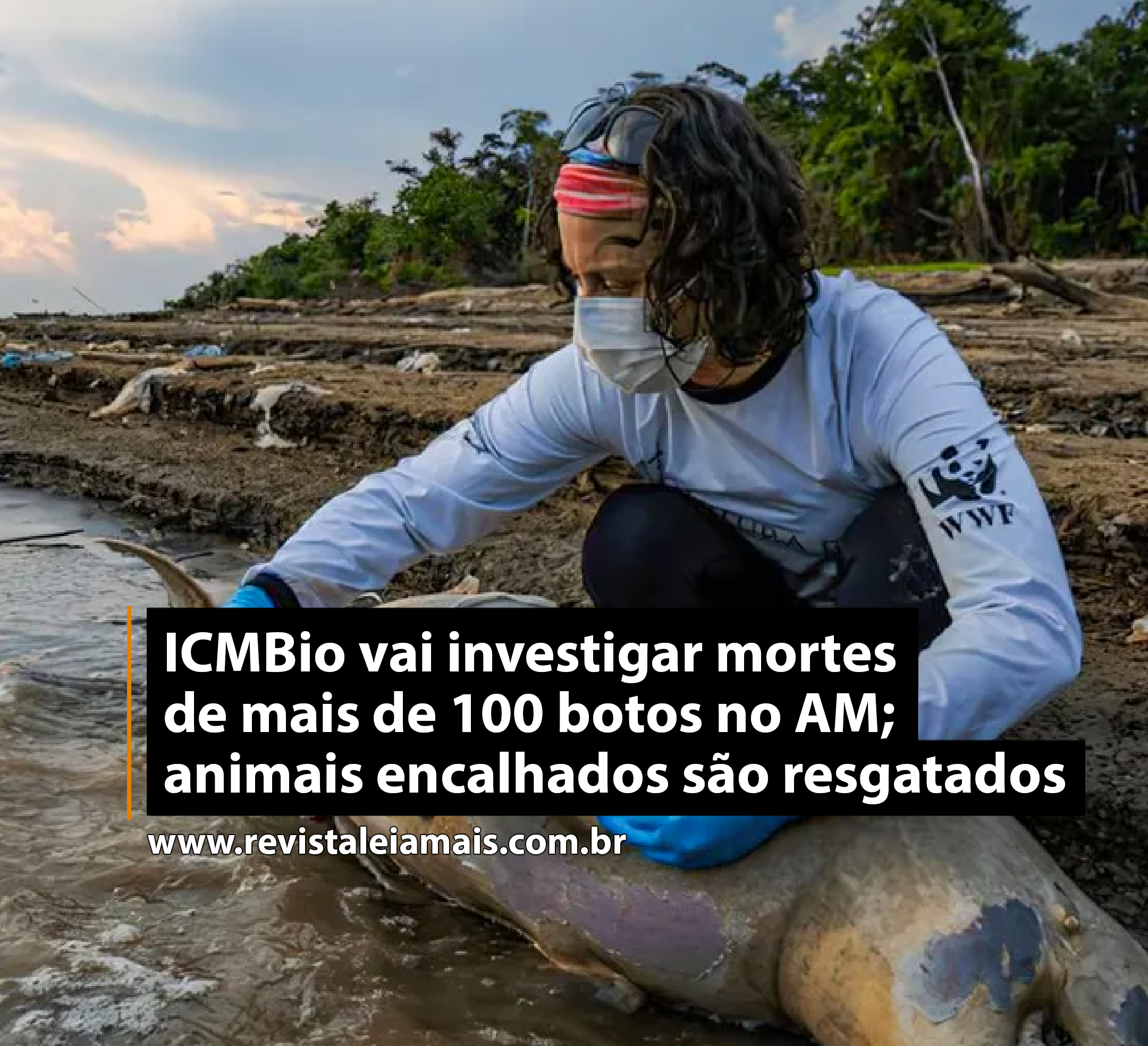 ICMBio vai investigar mortes de mais de 100 botos no AM; animais encalhados são resgatados