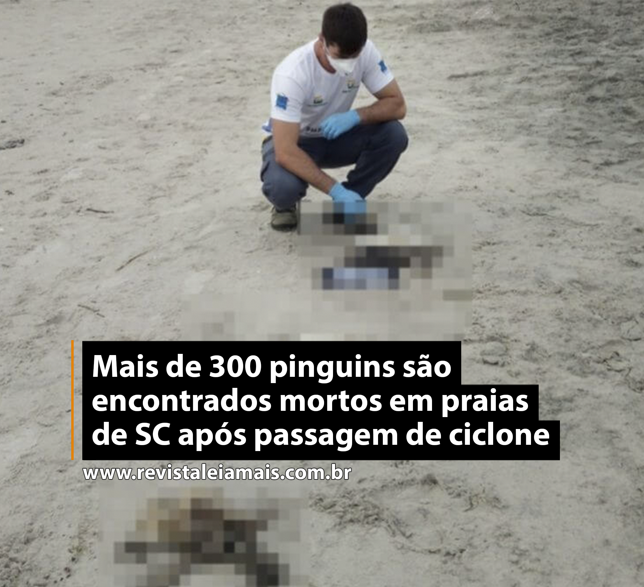 Mais de 300 pinguins são encontrados mortos em praias de SC após passagem de ciclone
